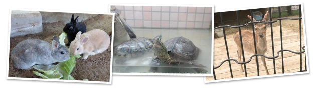 うさぎ・かめ・しかイメージ